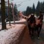 HORSE RIDES IN ZAKOPANE ATTRACTION FOR ADULTS AND CHILDREN